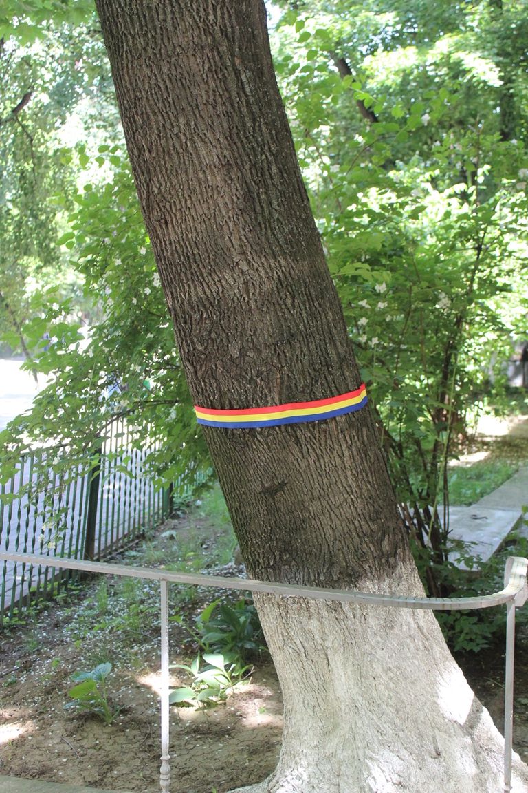 E semnalat că e copac românesc. La cât de mici sunt amenzile acuma, e singura metodă să rămână netăiat.