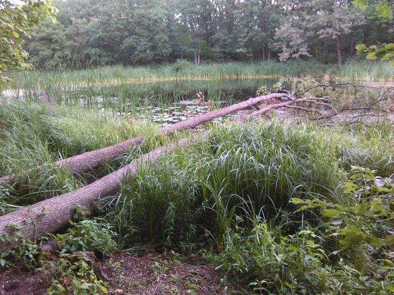 Reparaţii la Lacul cu Nuferi