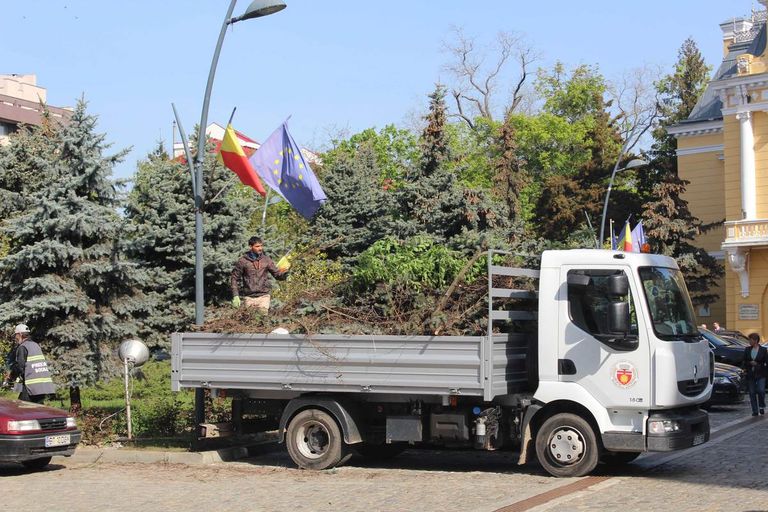 O sută de arbori programaţi pentru tăiere