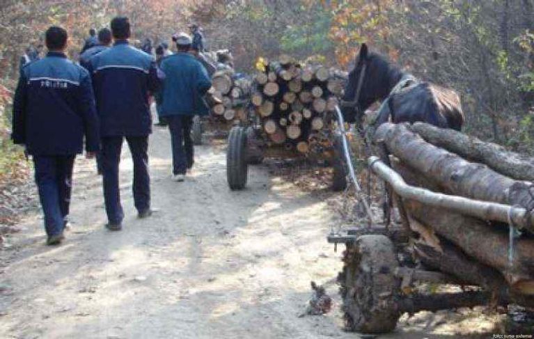 Bărbaţi acuzaţi de tăieri ilegale de arbori