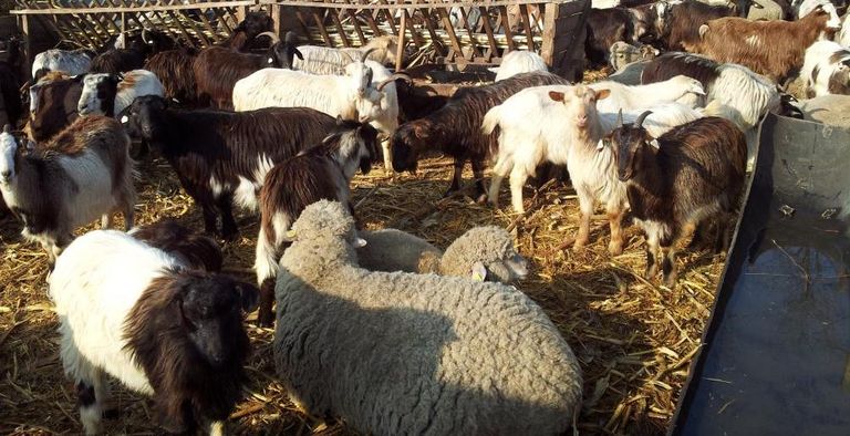 Noutăți în regulile de subvenționare a crescătorilor de ovine și caprine