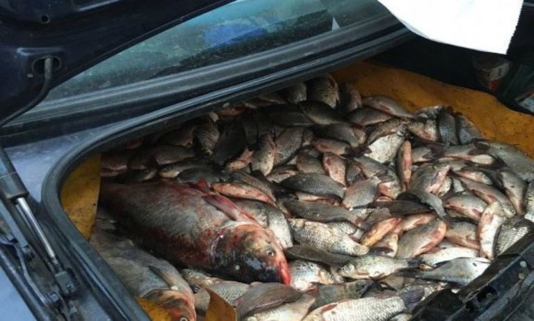 Pescuit ilegal combătut cu amenzi uriașe