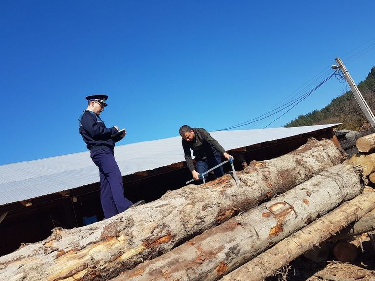 Comercianți și transportatori de lemne luați la bani mărunți de poliție și Direcția Silvică