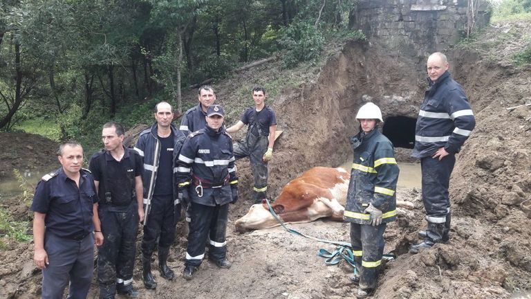 Vacă salvată cu picamerul