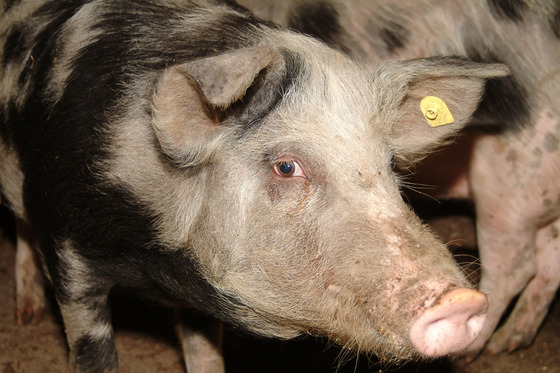 Focar de pestă porcină africană în Insula Mare a Brăilei