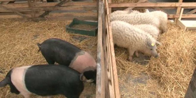 Lovitură dură pentru crescătorii de porci în gospodării