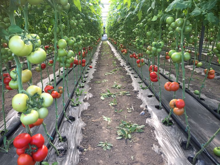 Legumicultorii din Programul „Tomate” vor trebui să vândă cu 50% mai mult