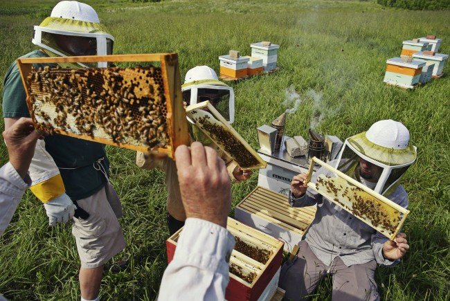 Sprijin financiar pentru apicultori. Până când pot fi depuse cererile