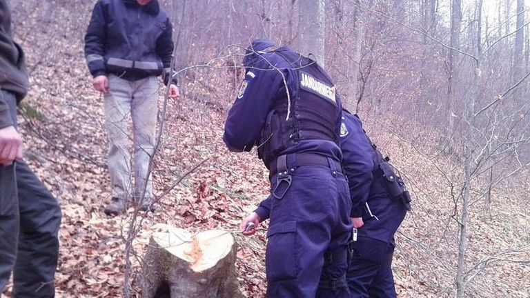 Hoţ de lemne prins în flagrant în pădure, cu drujba în mână