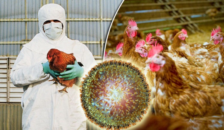 Alertă de la gripa aviară