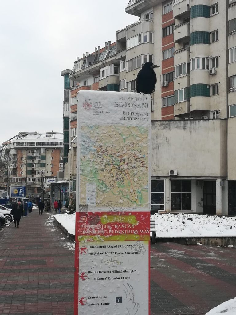 Un mod inedit de a arăta că la Botoșani e zăpadă și ger. Cioara e originală, că ciori sunt.