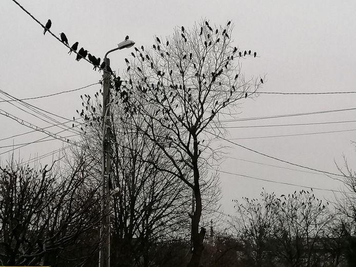 peisaj urban cu ciori