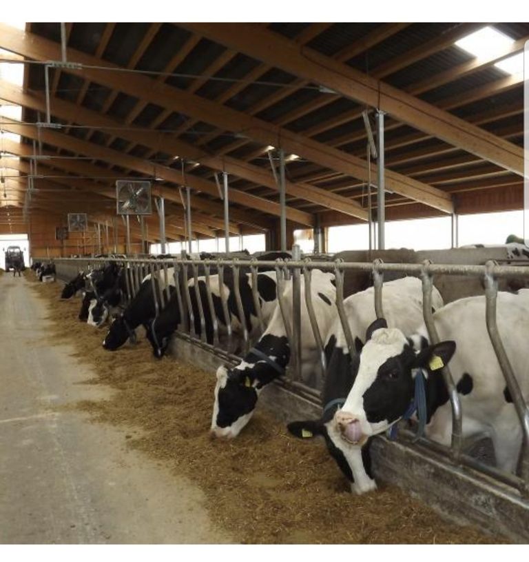 APIA începe autorizarea plăților pentru crescătorii de bovine