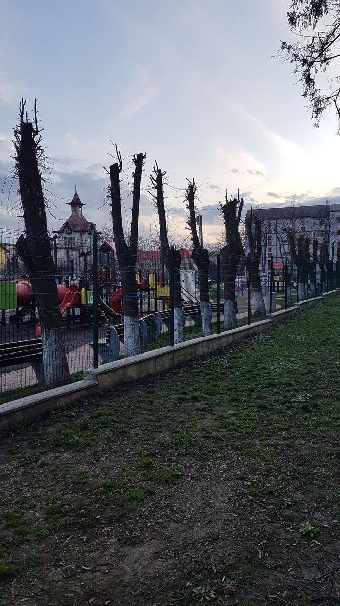 Înainte de închiderea parcului au fost și copacii pregătiți de pandemie.