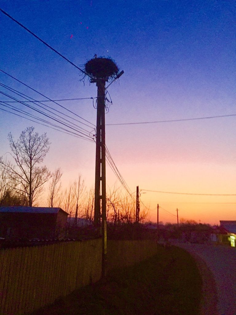 Zeci de cuiburi de berze înălțate în ultimii doi ani (video)