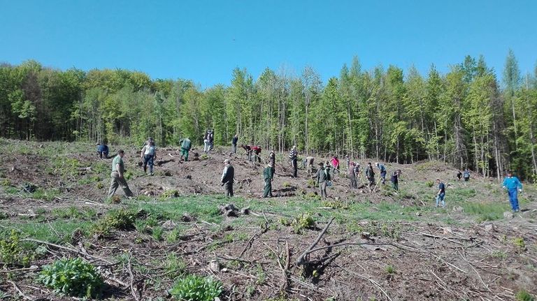 Peste o sută de hectare împădurite de silvicultori (foto)