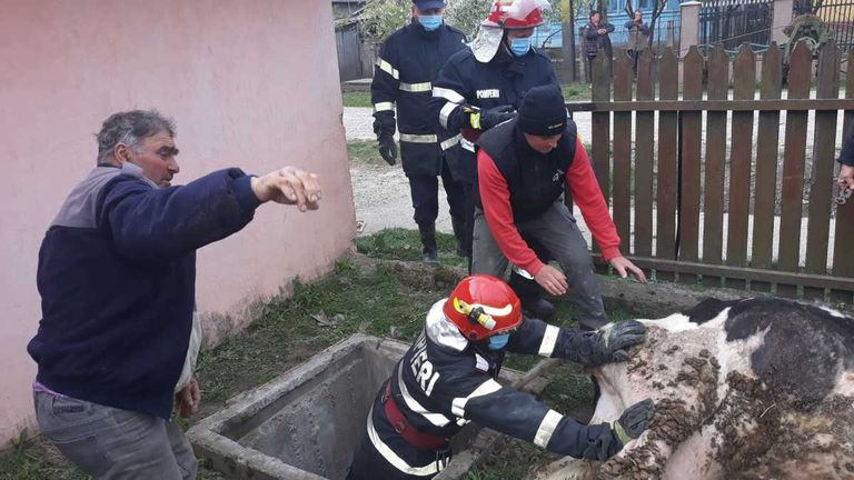 Vacă salvată cu pompierii, la Românești