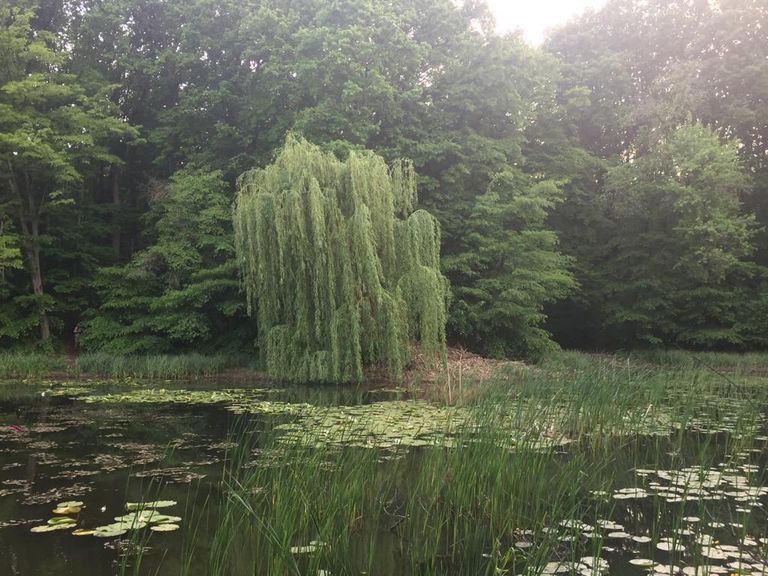 Botoșani, județ al biodiversității (foto – video)