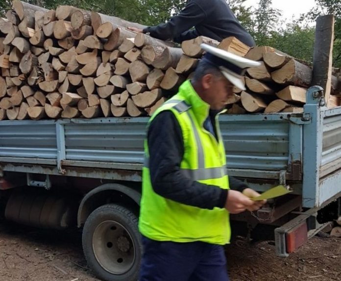 Transporturi ilegale de lemne deturnate de polițiști. Toată marfa a fost confiscată