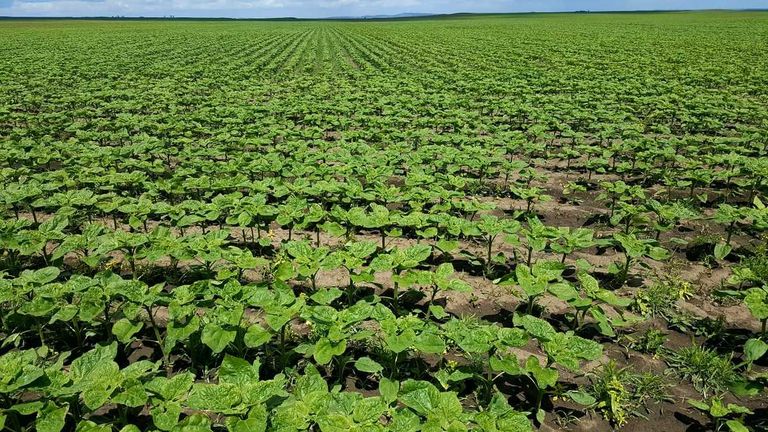 Ritm alert de comasare al terenurilor agricole
