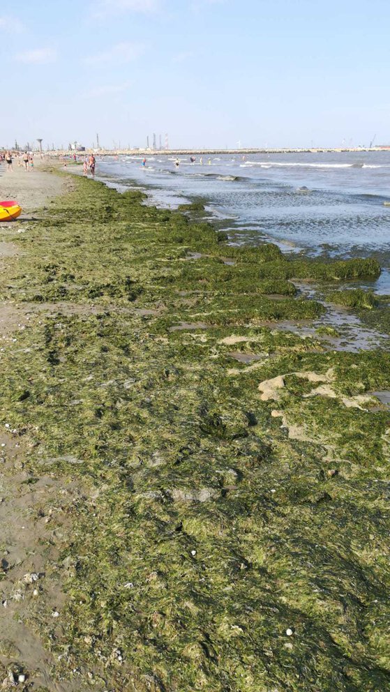 Tone de alge pe plaja din Mamaia
