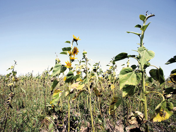 Culturile de porumb și floarea-soarelui, cele mai afectate de secetă