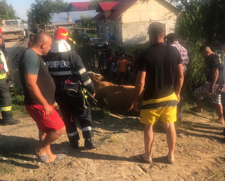 Vacă scoasă din goapă de pompieri, cu buldoexcavatorul