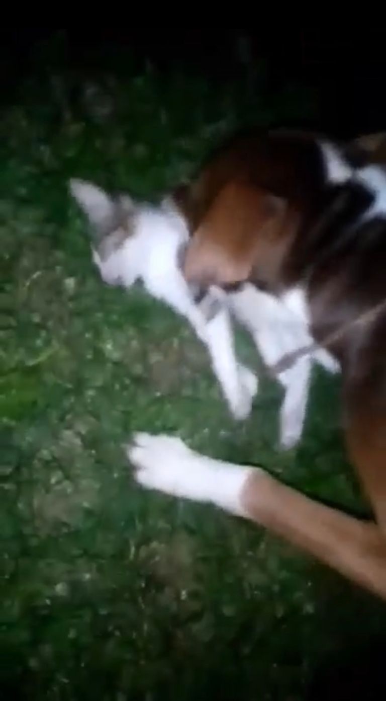Câine de luptă antrenat să ucidă alte animale (video șocant)