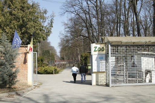 Carnagiu la Zoo Timișoara. Trei câini au ucis toți cangurii de la Grădina Zoologică