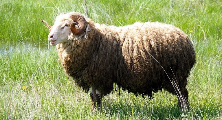 Boală gravă, pe cale de a fi eradicată, descoperită la un berbec cumpărat de un botoșănean