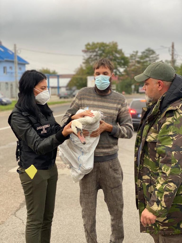 Lebădă găsită la marginea Dorohoiului (foto)