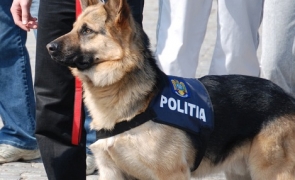 Poliția Animalelor, înființată OFICIAL în România! Încep şi angajările