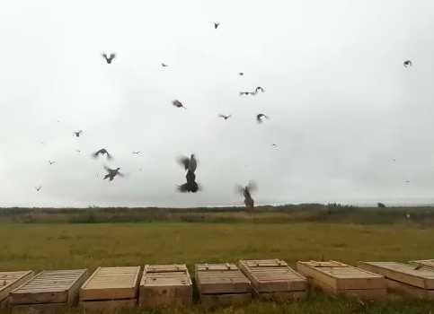 Repopulări cu fazani pe fondurile de vânătoare ale AJVPS din județ (video)