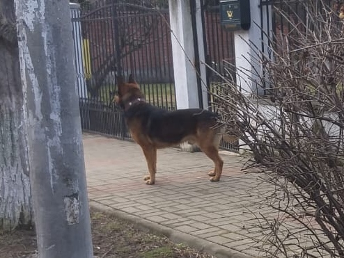 Câine periculos găsit pe stradă. Scandal cu proprietara patrupedului