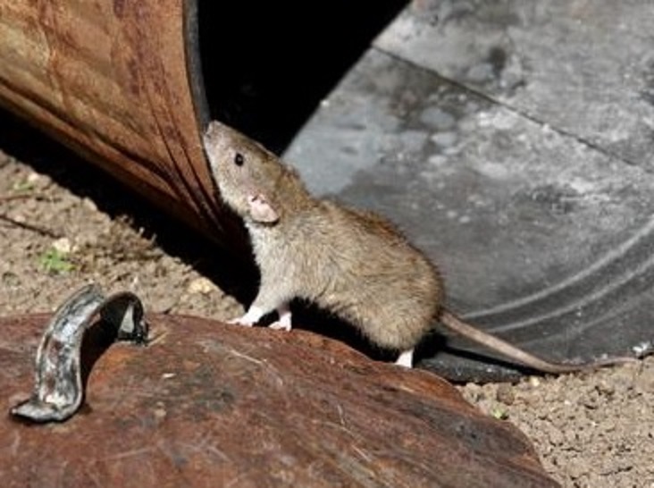 Soluții cerute contra invaziei de șobolani