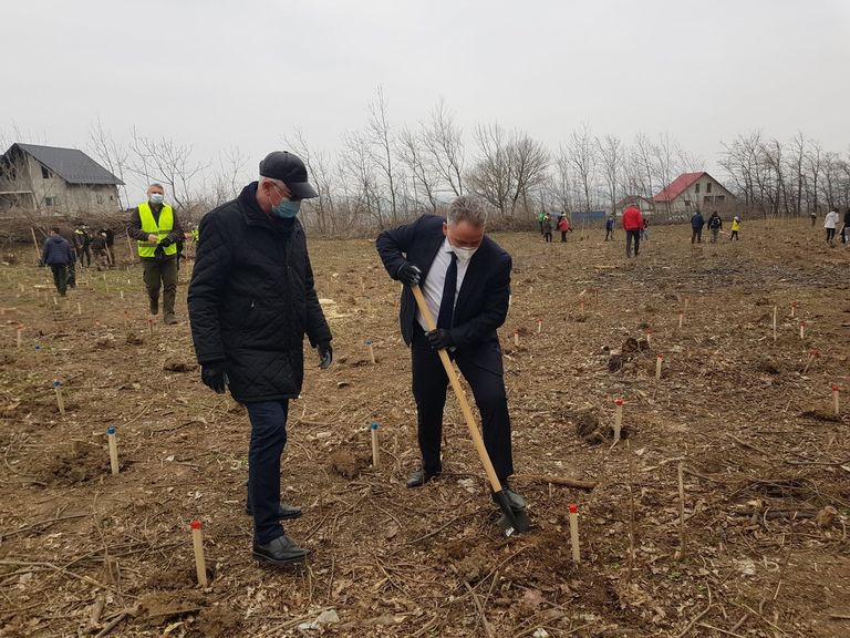 Prefectul a trecut la plantat copaci. Peste 100 de hectare de teren vor fi împădurite