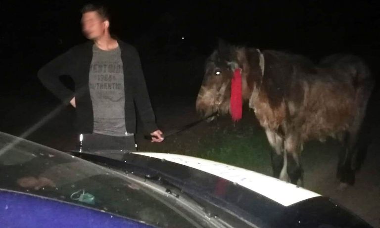 A furat un cal din curtea unui octogenar, dar a fost prins de polițiștii de frontieră