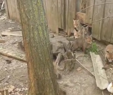 Cuib de vulpi descoperit într-o casă părăsită (VIDEO)