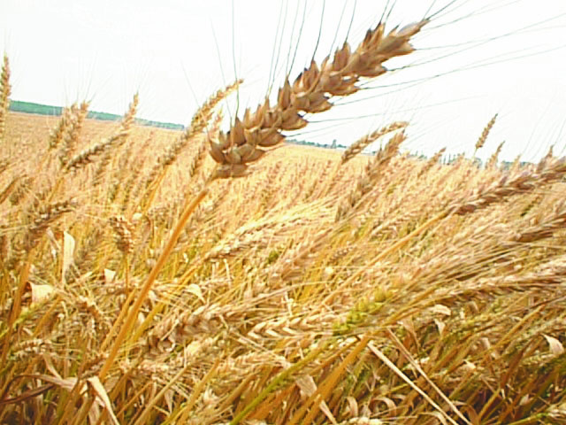 Autoritățile încearcă din nou să readucă la viaţă „grâul roșu de Botoșani”