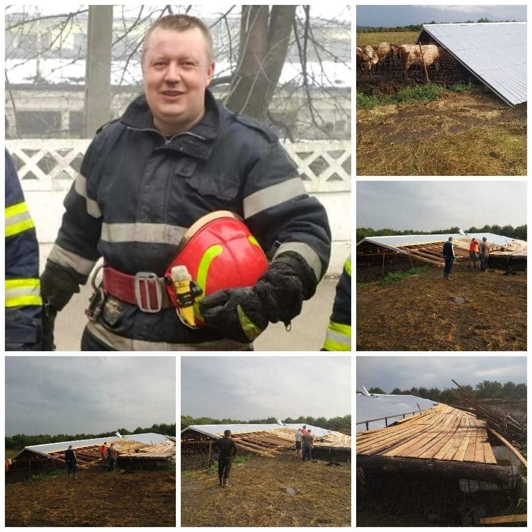14 vaci salvate de un pompier dorohoian și mai mulți localnici