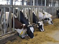 România, lider european la exportul de cereale și animale vii în 2025 văcarii