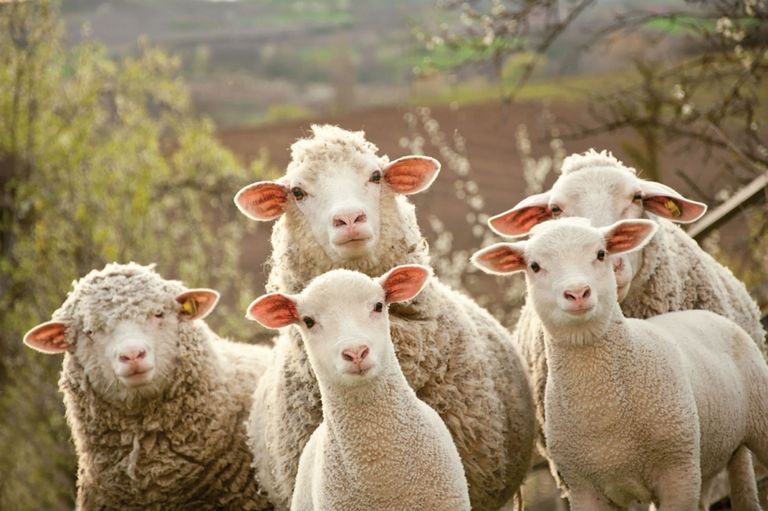 Crescătorii de ovine din Moldova se întâlnesc la Botoșani