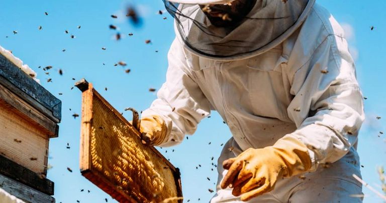 Aproape 400 de cereri depuse de apicultori la APIA