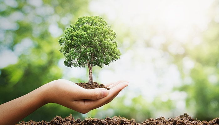Sute de arbori vor fi plantaţi în mai multe zone ale municipiului Botoşani