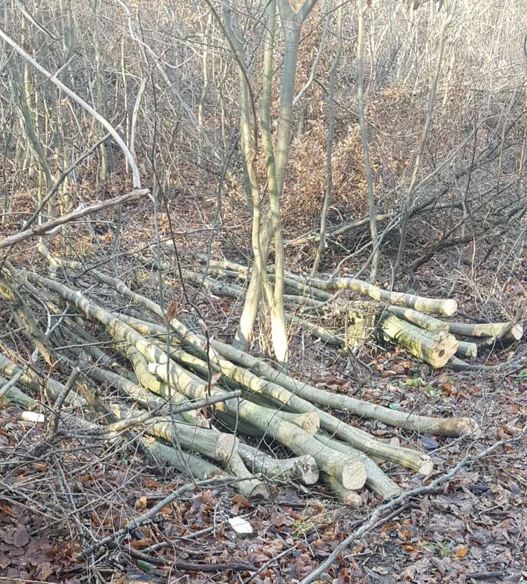 Hoți de arbori prinși în flagrant de jandarmi și inspectorii silvici
