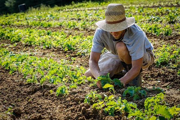 Iohannis a promulgat legea pentru salariul de bază minim brut în domeniul agricol 