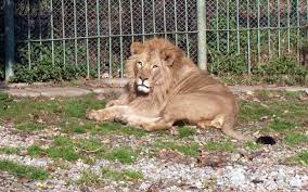 Doi lei au scăpat de la Grădina Zoologică din Rădăuți (video)