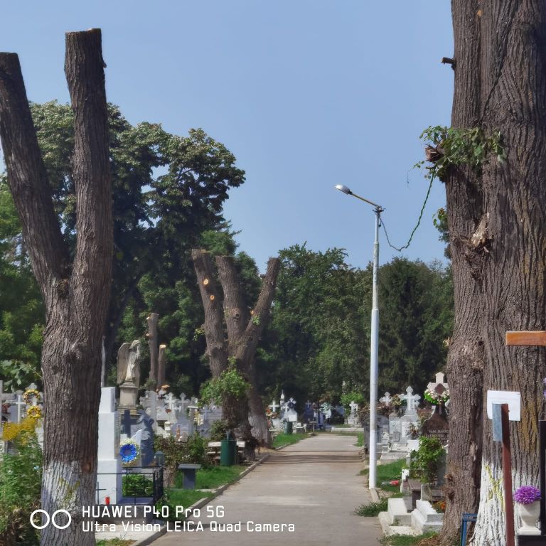 Campanie de toaletare și tăiere a arborilor uscați din cimitire (video)