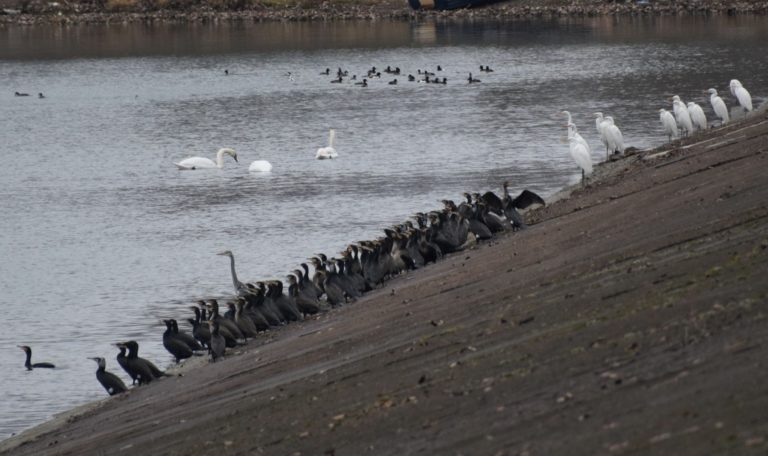 Raiul păsărilor de apă din județ. Acțiune inedită a ornitologilor pe cel mai mare lac din Botoșani