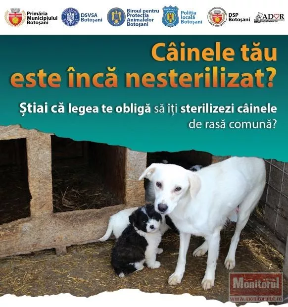 Campanie pentru reducerea numărului de câini abandonați. Botoșănenii își pot steriliza gratuit animalele la două cabinete veterinare din oraș